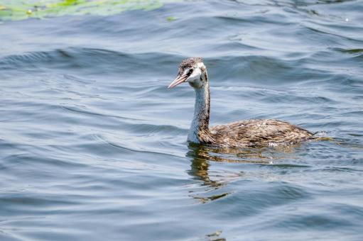 カンムリカイツブリの若鳥⒆ 鳥,カンムリカイツブリ,若鳥の写真素材