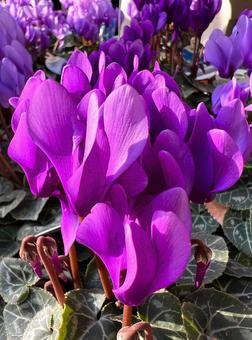 パープルのシクラメン シクラメン,花,植物の写真素材