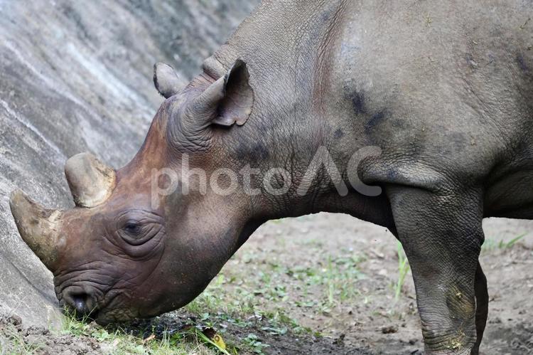 ヒガシクロサイ サイ,動物,生き物の写真素材