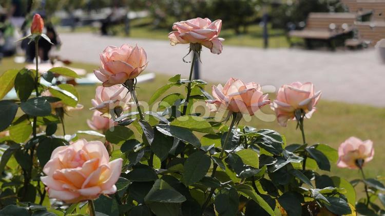 【花の写真】ばらの花 rose,植物,園芸の写真素材