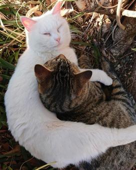 仲良し猫の写真