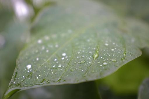 雨で濡れた葉っぱ 雫,葉っぱ,自然の写真素材