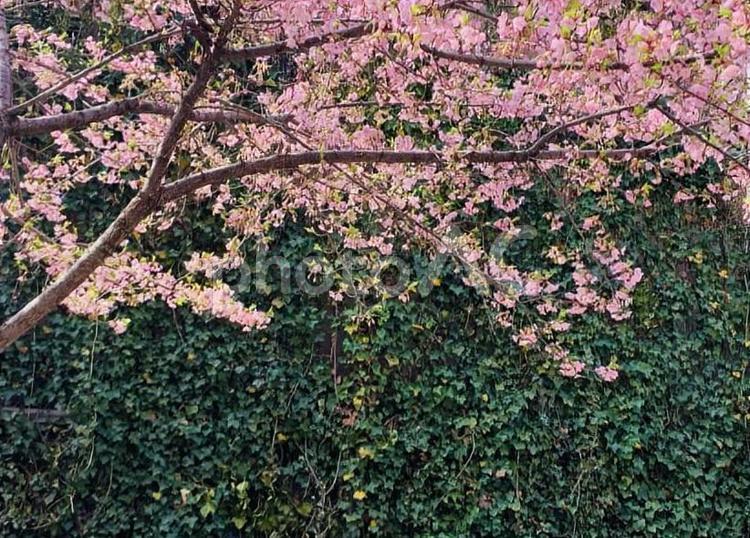 緑の中の桜 桜,ピンク,緑の写真素材