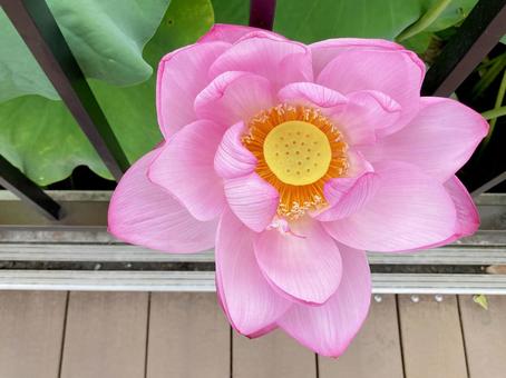 ハス ハス ハス,蓮,花びらの写真素材