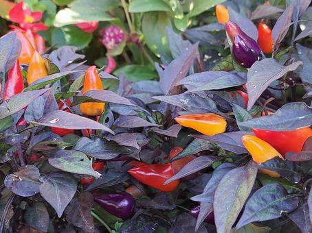 唐辛子　観賞用 唐辛子,観賞用,赤の写真素材