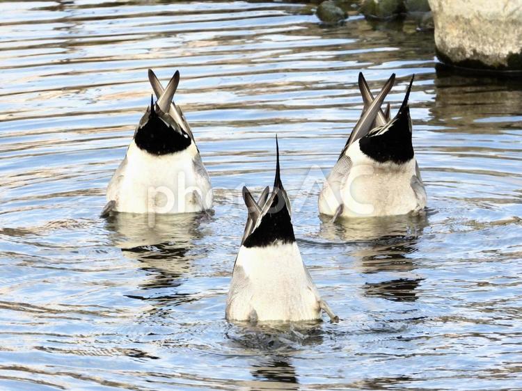 餌を探す3羽のオナガガモ 鳥,野鳥,オナガガモの写真素材