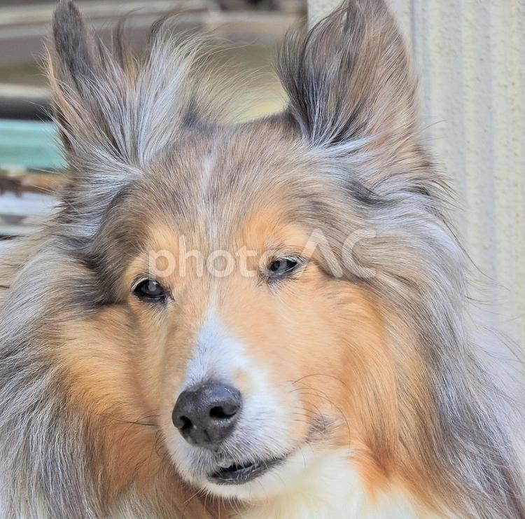 うっ！風が！ ペット,愛犬,犬の写真素材