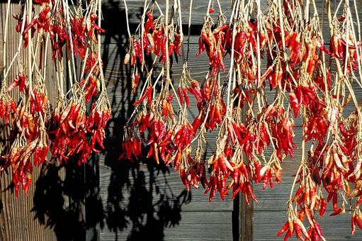 赤唐辛子 唐辛子,とうがらし,赤唐辛子の写真素材