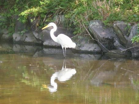 ミクルマ池のダイサギ ミクルマ池のダイサギの写真