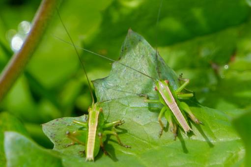 The larvae of the grasshopper ride on a green leaf, JPG
