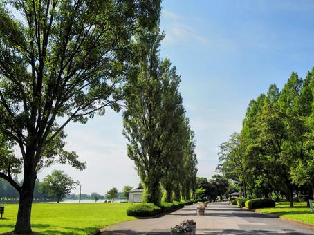 夏の水元公園・緑の散歩道&池(葛飾区) 夏の水元公園・緑の散歩道&池(葛飾区)の写真