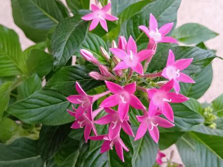 ペンタス ペンタス 花,ピンク色,アカネ科の写真素材