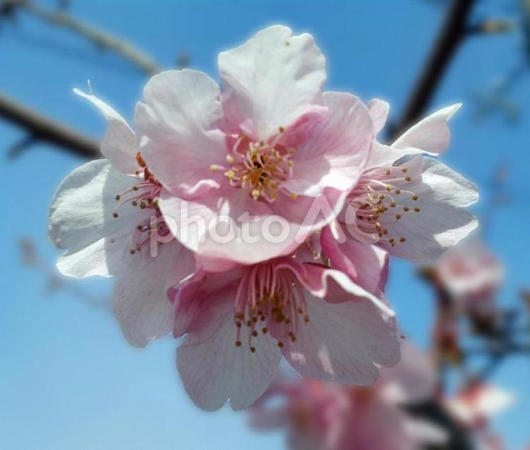 桜　ズーム 桜,桜並木,咲き誇るの写真素材