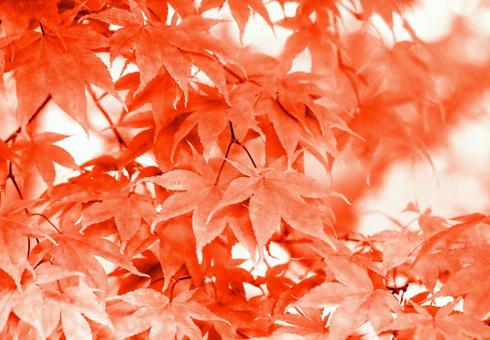 Autumn maple leaves frame background material, JPG