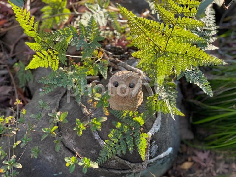 フクロウ置物 フクロウ,梟,美術の写真素材