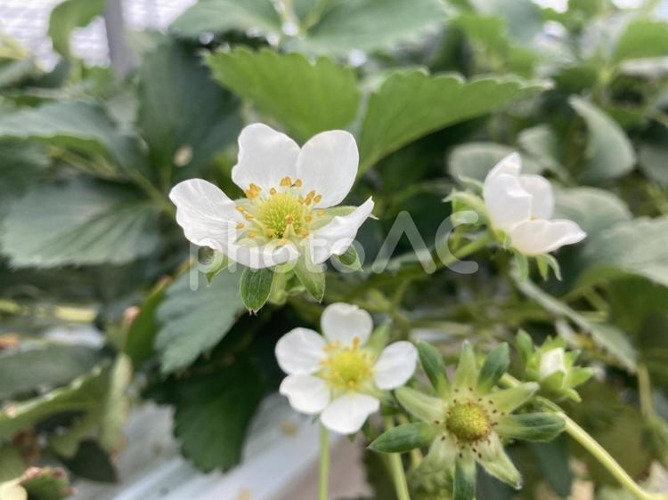 たくさんのいちごの花といちごの葉っぱ いちご,いちごの花,いちご狩りの写真素材