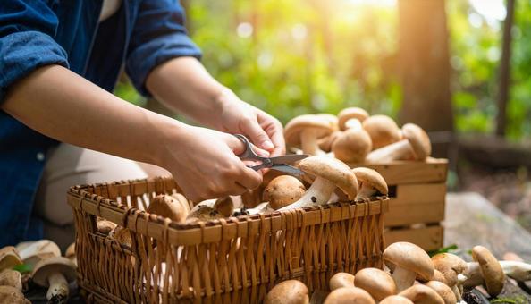 きのこ狩りの写真