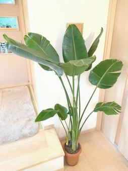 大型観葉植物　オーガスタ　8号鉢 大型観葉植物,オーガスタ,観葉植物の写真素材