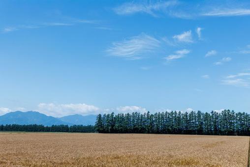 麦畑と青空 麦畑と青空 麦畑,畑,青空の写真素材