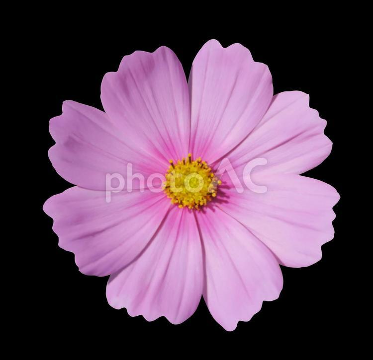 コスモス4（切り抜き・PSD） コスモス,花,ピンクの写真素材
