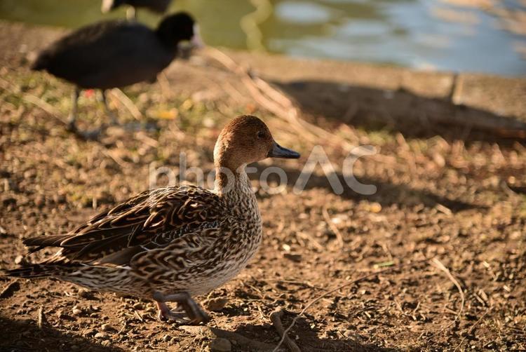 公園の鴨 野生動物,動物,鳥の写真素材