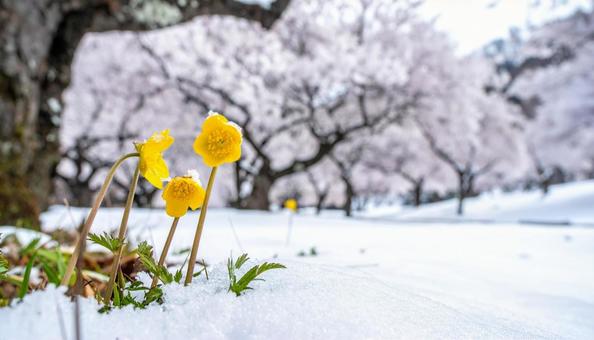 梅園の林下で雪の間に咲く福寿草の花 梅園の林下で雪の間に咲く福寿草の花の写真