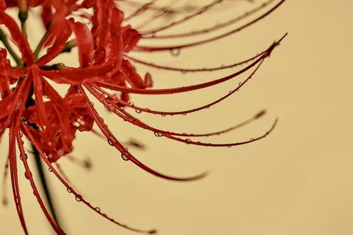 彼岸花 彼岸花の写真