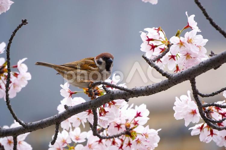 広島市の平和記念公園のスズメと桜2 スズメ,雀,桜の写真素材