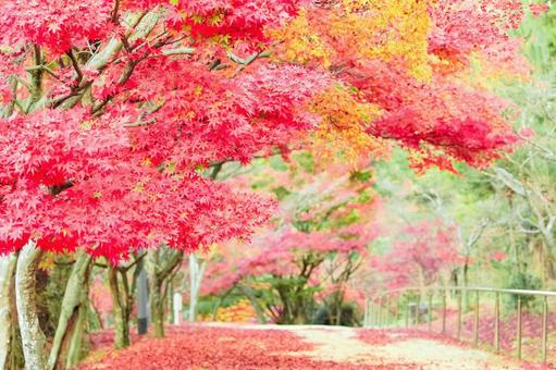 カラフルな紅葉|龍泉寺 カラフルな紅葉|龍泉寺の写真