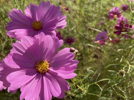 コスモス畑の中で⑤ コスモス畑の中で⑤ コスモス畑,秋桜,アップの写真素材