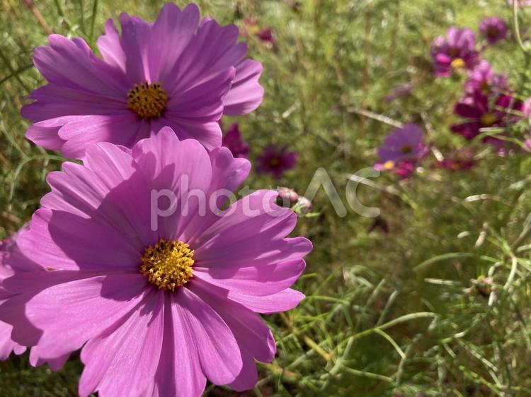 コスモス畑の中で⑤ コスモス畑,秋桜,アップの写真素材
