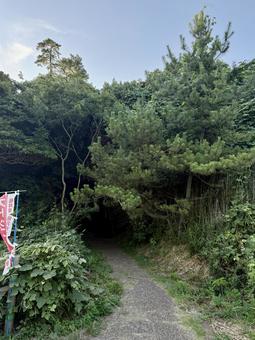 荒磯遊歩道 日本海沿いの雑木林の抜け道 荒磯遊歩道 日本海沿いの雑木林の抜け道 木々,雑草,抜け道の写真素材