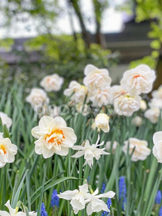 白と黄色の八重咲水仙 水仙,花,植物の写真素材