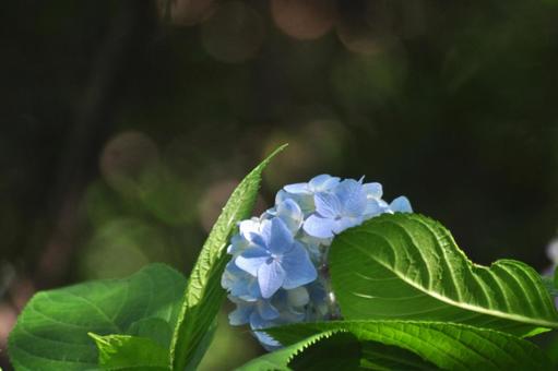 Hydrangea, JPG
