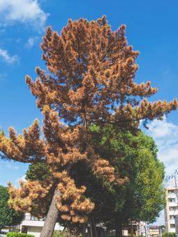 枯れ松 枯れ松,松の木,枯れるの写真素材
