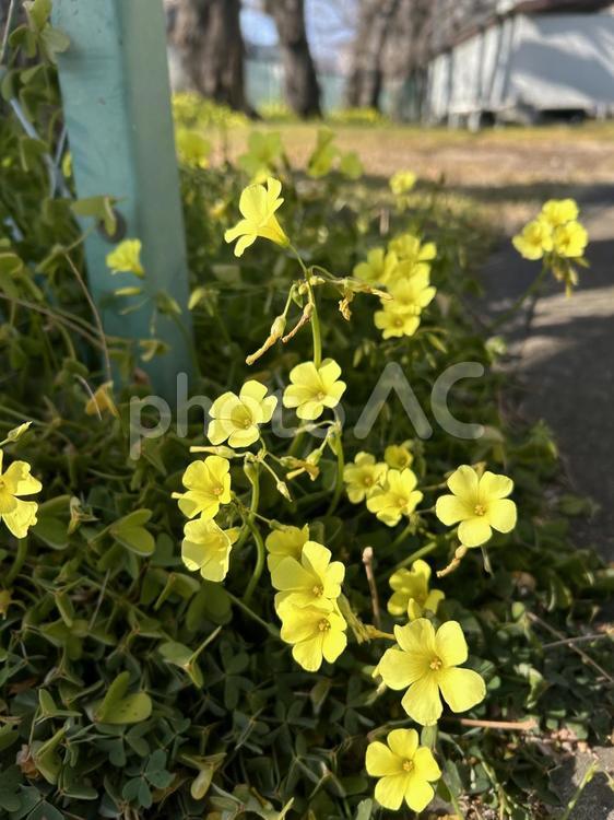 黄色い花 黄色,花,黄色い花の写真素材