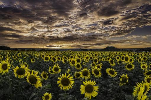 福岡-【柳川ひまわり園】 福岡-【柳川ひまわり園】 ひまわり,花,植物の写真素材