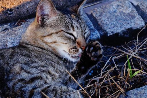 ねこ ねこ ねこ,動物,生き物の写真素材