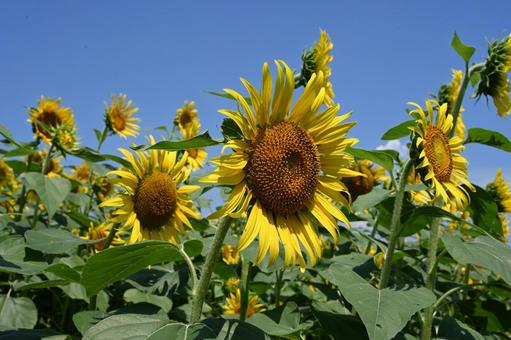 Sunflowers and blue sky, JPG