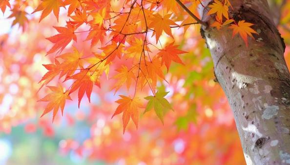 色彩豊かなモミジと幹のアップ 秋の紅葉 色彩豊かなモミジと幹のアップ 秋の紅葉の写真
