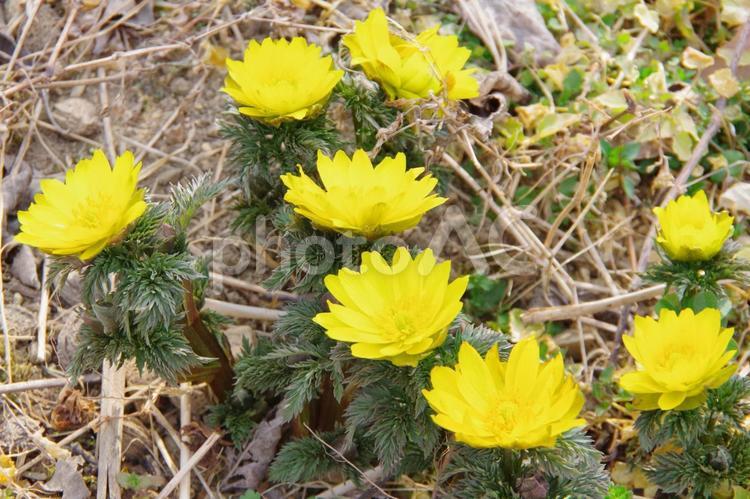 春を告げる福寿草の花 福寿草,花,黄色の写真素材