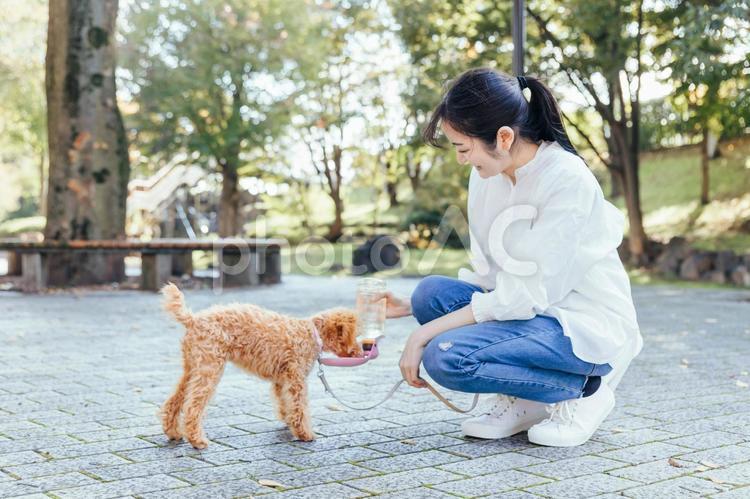 犬の散歩中に水をあげる女性 犬,ペット,散歩の写真素材