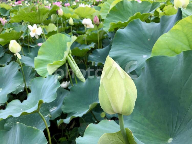 蓮の花05 蓮の花,蓮,はすの写真素材