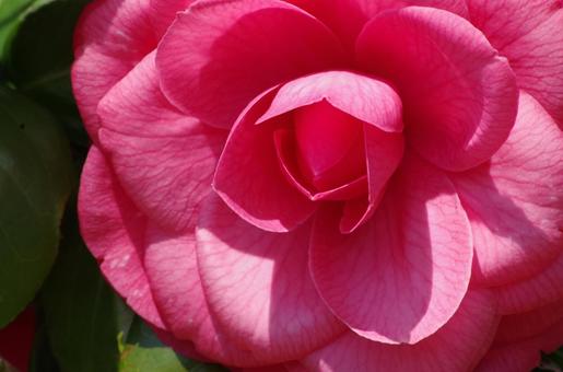 濃いピンクの椿の花のアップ 濃いピンクの椿の花のアップの写真
