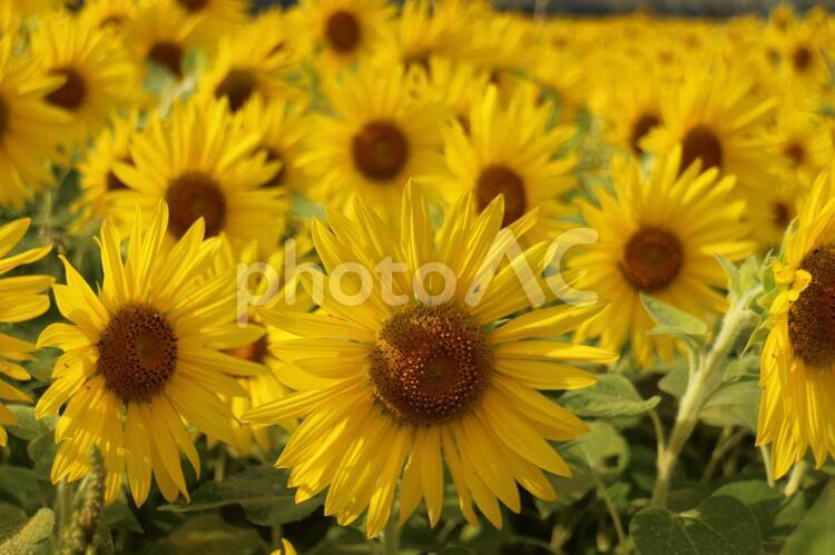 ヒマワリの豪華絢爛 ひまわり,きいろい花,花の写真素材