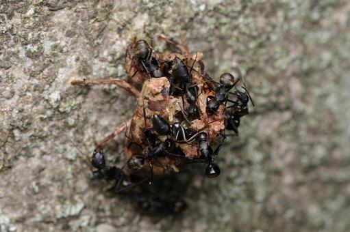 ニイニイゼミの幼虫を食べるクロオオアリ ニイニイゼミの幼虫を食べるクロオオアリ クロオオアリ,ニイニイゼミ,アリの写真素材