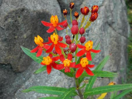 【花の写真】トウワタ（唐綿） トウワタ,唐綿,キョウチクトウ科の写真素材