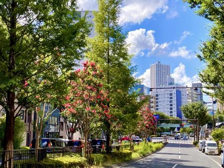山手通り サルスベリのある風景 山手通り サルスベリのある風景 道路,幹線道路,ストリートの写真素材