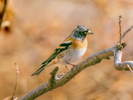枝にとまるアトリ 枝にとまるアトリ アトリ,獦子鳥,花鶏の写真素材