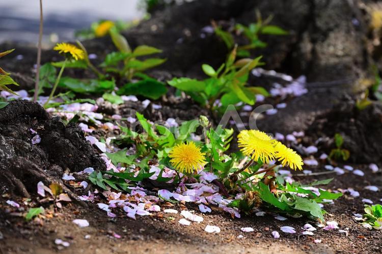 桜の木の根元に咲くタンポポ 植物,花,自然の写真素材